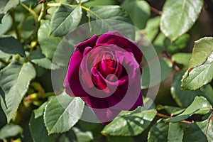 Rose flower closeup. Shallow depth of field. Spring flower of purple rose