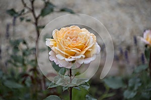 Rose flower closeup. Shallow depth of field. Spring flower of yellow rose