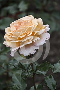 Rose flower closeup. Spring flower ofyellow rose