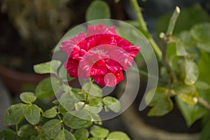 Rose flower, closeup view. Rose flower, closeup of beautiful rose flower in the photo