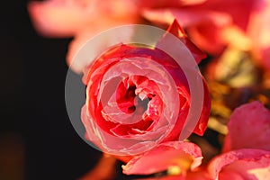 Rose flower on a dark background.