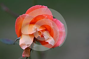 Rose flower on a dark background.