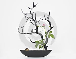 Rose Flower on a dead tree