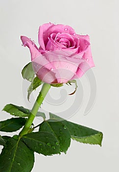 Rose flower with dew drops.