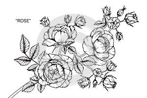 Rose flower drawing and sketch.