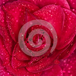 Rose flower with drops of water close up.