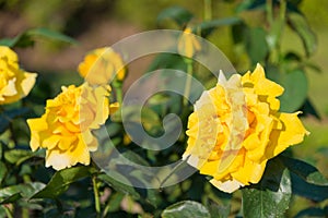 Rose Flower Duftgold at Kyu-Furukawa Gardens in Tokyo, Japan