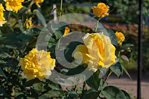 Rose Flower Duftgold at Kyu-Furukawa Gardens in Tokyo, Japan