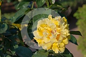 Rose Flower Duftgold at Kyu-Furukawa Gardens in Tokyo, Japan