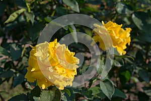 Rose Flower Duftgold at Kyu-Furukawa Gardens in Tokyo, Japan