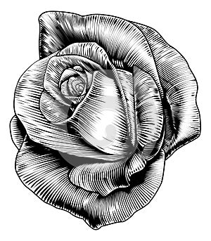 Rose Flower in Engraved Etching Woodcut Style