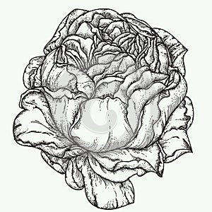 Rose flower engraving vector illustration