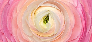 Rose flower. Floral background. Closeup.