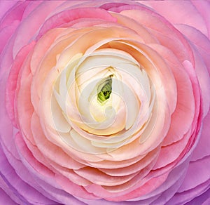 Rose flower. Floral background. Closeup.