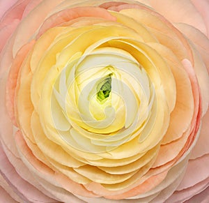 Rose flower. Floral background. Closeup.