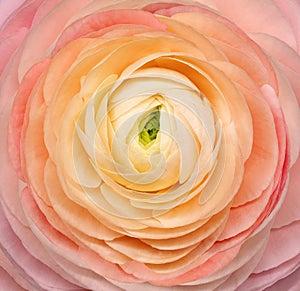 Rose flower. Floral background. Closeup.