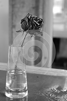 Rose flower in frost on wet table of outdoor cafe black and white monochrome. Winter freezing flower. Romantic concept.