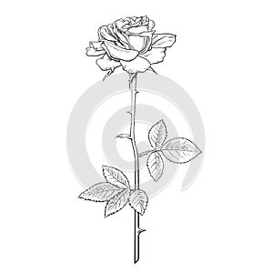 Rose flower fully open with leaves and long stem. Realistic hand drawn vector illustration in sketch style
