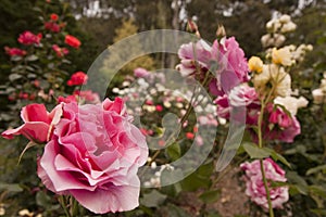Rosas flor jardín 