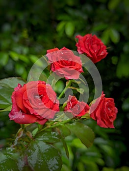 Rose flower in garden