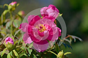 rose flower in garden