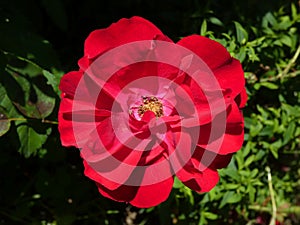 Rose Flower in Garden