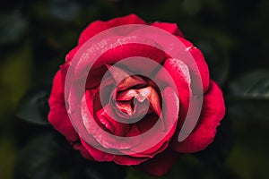 Rose flower in the garden with dark background
