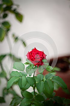 rose flower in garden natural outdoor