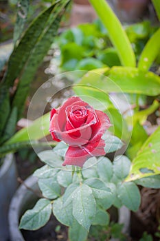 rose flower in garden natural outdoor