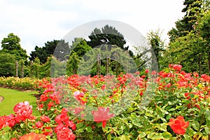 Rose flower gardens in Regents Park London