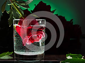 Rose flower in a glass of water. Flowers on a blue background