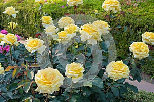 Rose Flower Golden Medaillon at Kyu-Furukawa Gardens in Tokyo, Japan