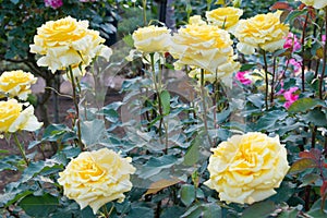 Rose Flower Golden Medaillon at Kyu-Furukawa Gardens in Tokyo, Japan