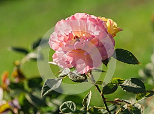 Rose flower grade aquarell, large flowers of iridescent pink and peach-yellow hues