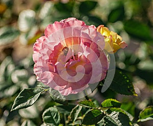 Rose flower grade aquarell, large flowers of iridescent pink and peach-yellow hues