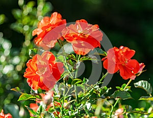 Rose flower grade matangi, unusual shape and bright color