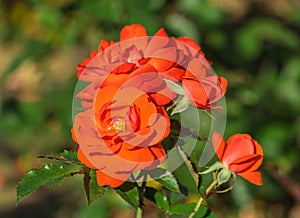 Rose flower grade spath s jubilaum, orange-salmon blossoms