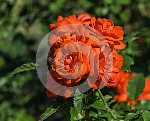 Rose flower grade spath s jubilaum, orange-salmon blossoms in inflorescences