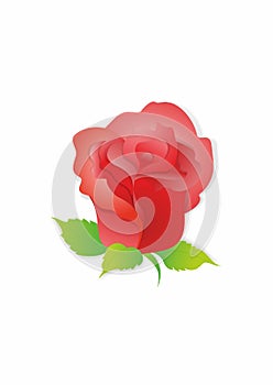 Rose flower in graphic design