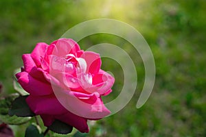 Rose flower on a green blurred background