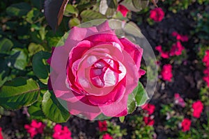 Rose flower on a green blurred background