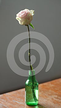 Rose flower in a green bottle on a wooden table