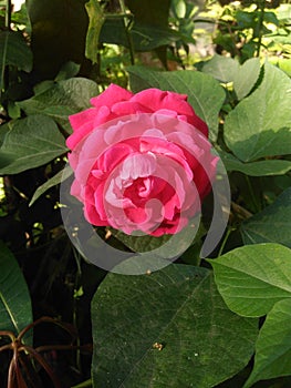 Rose Flower with green leaf background.