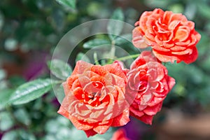 Rose flower and green leaf background in roses garden at sunny summer or spring day.