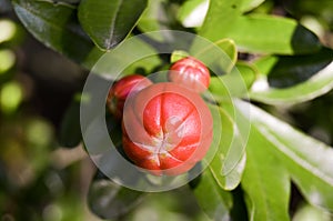 Rose Flower With Green Leaves photo