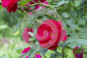 Rose flower with green leaves in summer in the park. Beautiful pink rose bud close-up.