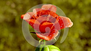 Rose Flower Growth close up 3d rendering