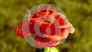 Rose Flower Growth close up 3d rendering