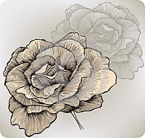 Rose flower, hand-drawing. Vector illustration.