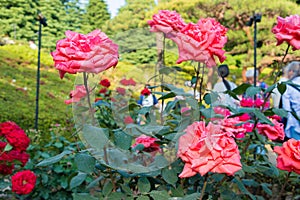 Rose Flower Harmonie at Kyu-Furukawa Gardens in Tokyo, Japan